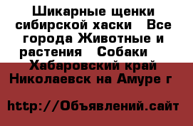 Шикарные щенки сибирской хаски - Все города Животные и растения » Собаки   . Хабаровский край,Николаевск-на-Амуре г.